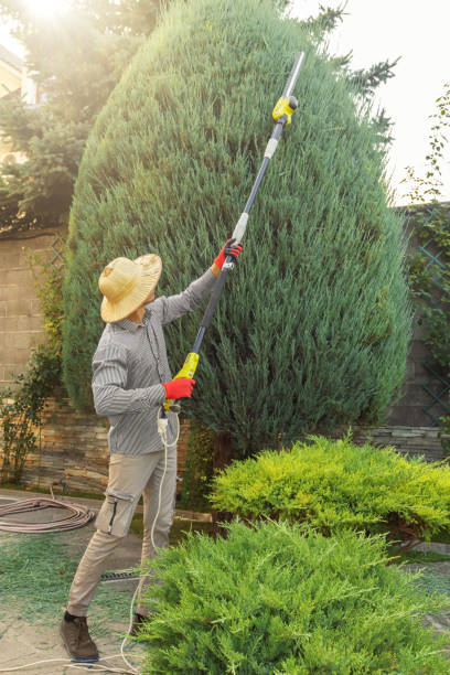 Best Local Tree Services  in Clinton, UT